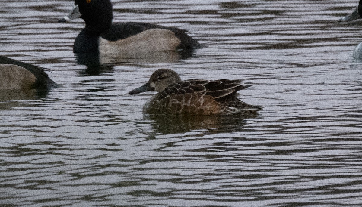 Blue-winged Teal - ML389886691