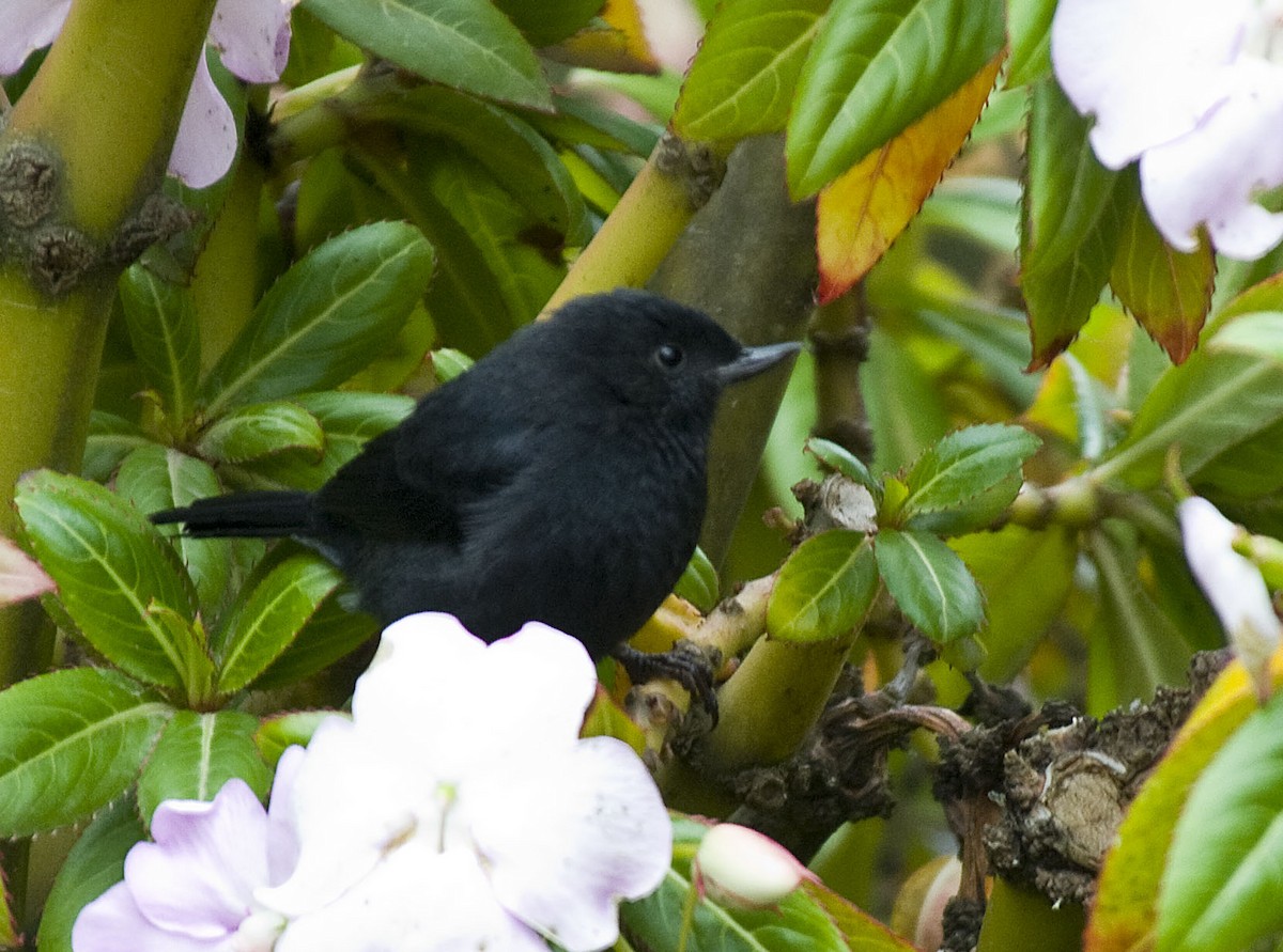 Black Flowerpiercer - ML389886821