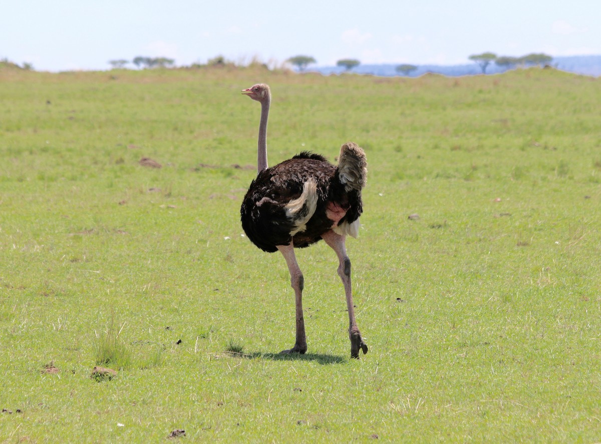 Common Ostrich - ML389887741