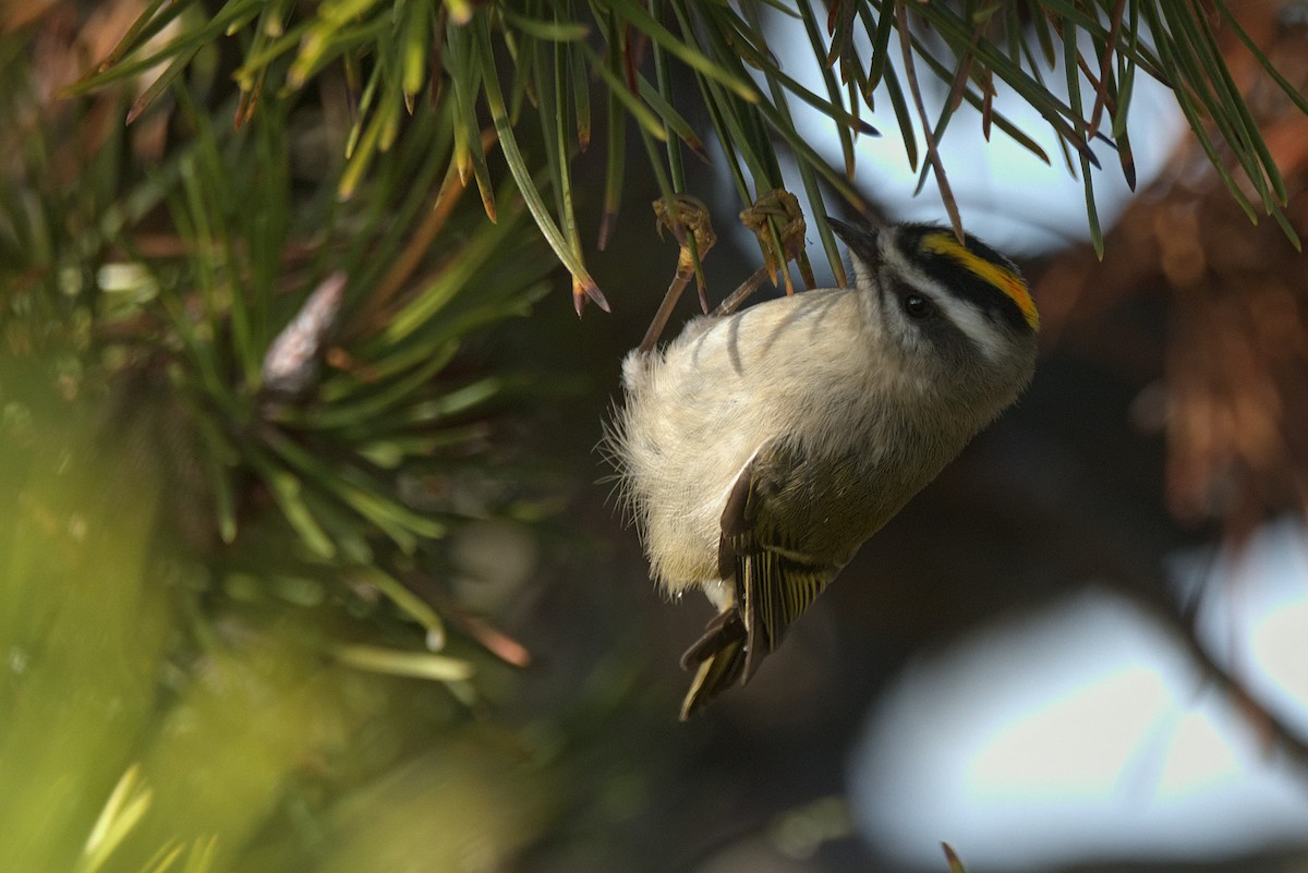 Golden-crowned Kinglet - Kevin Krebs