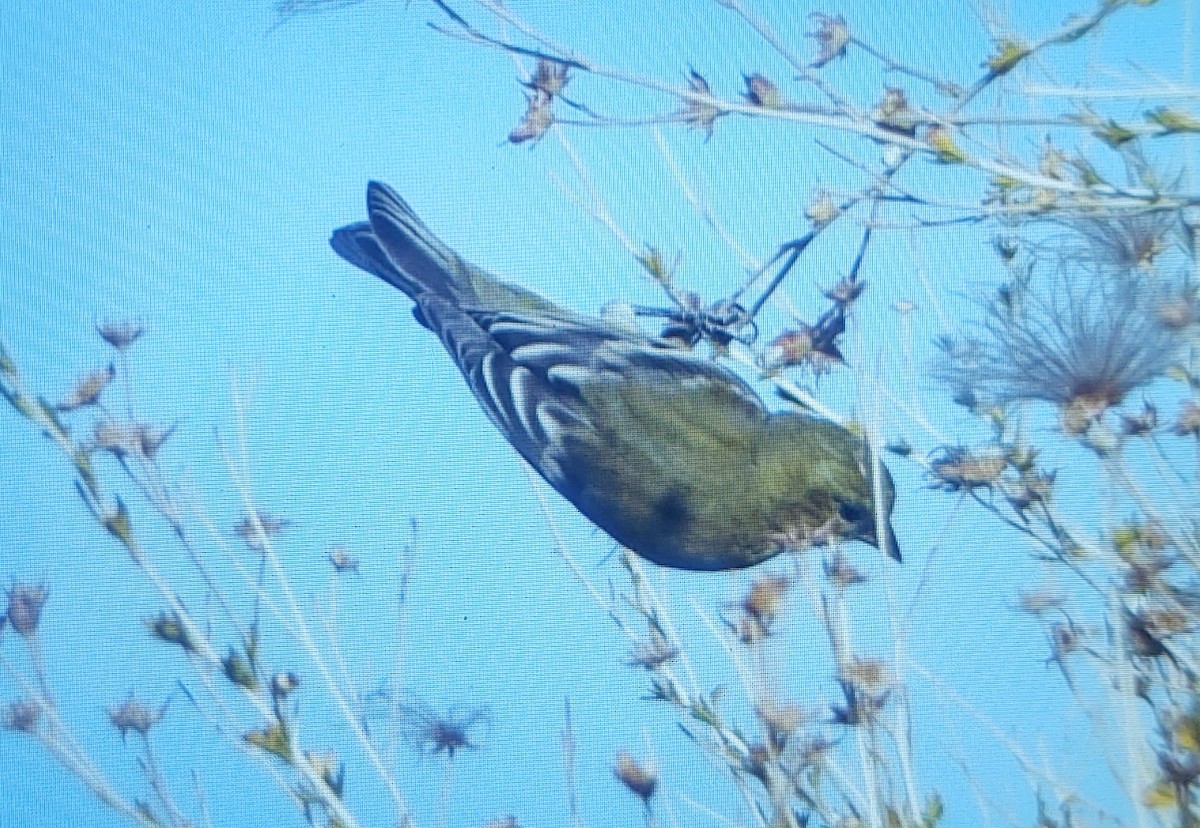 Lesser Goldfinch - ML389890871