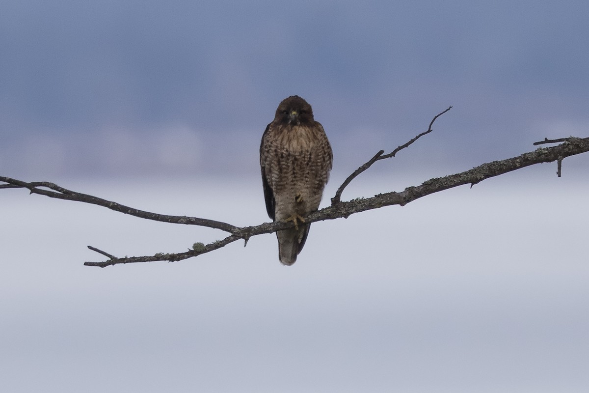 Red-tailed Hawk (calurus/alascensis) - Anthony Gliozzo