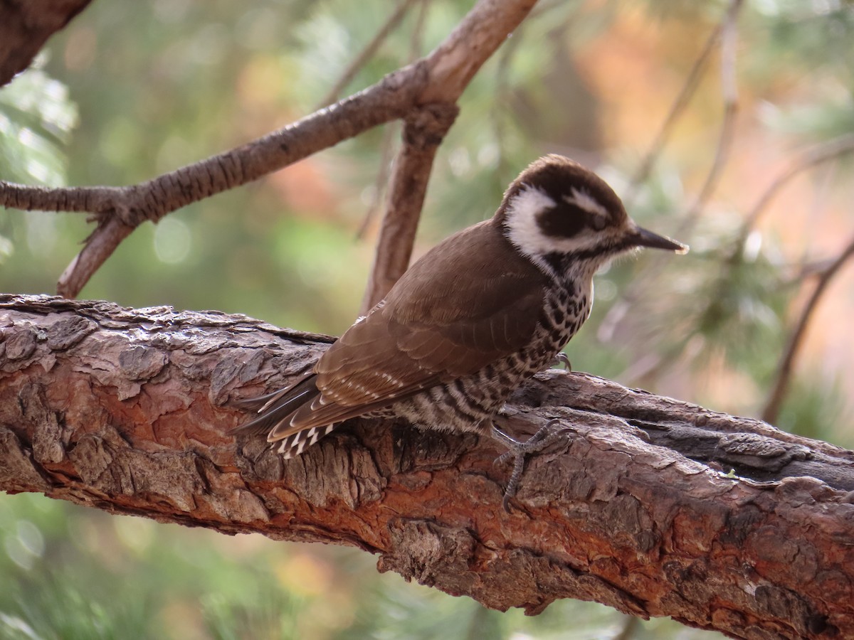 Arizona Woodpecker - ML389891081