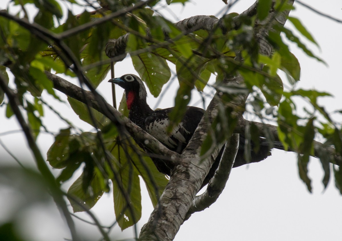 Black-fronted Piping-Guan - ML389892291