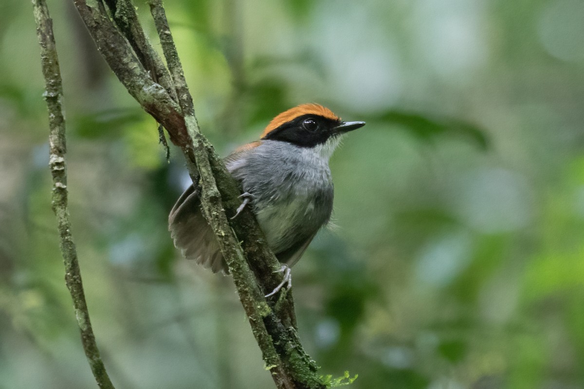 Black-cheeked Gnateater - ML389892351