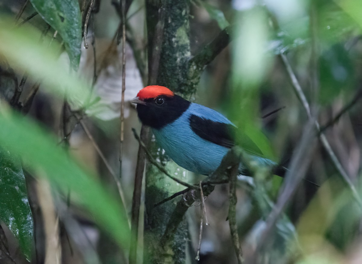 Swallow-tailed Manakin - ML389892731