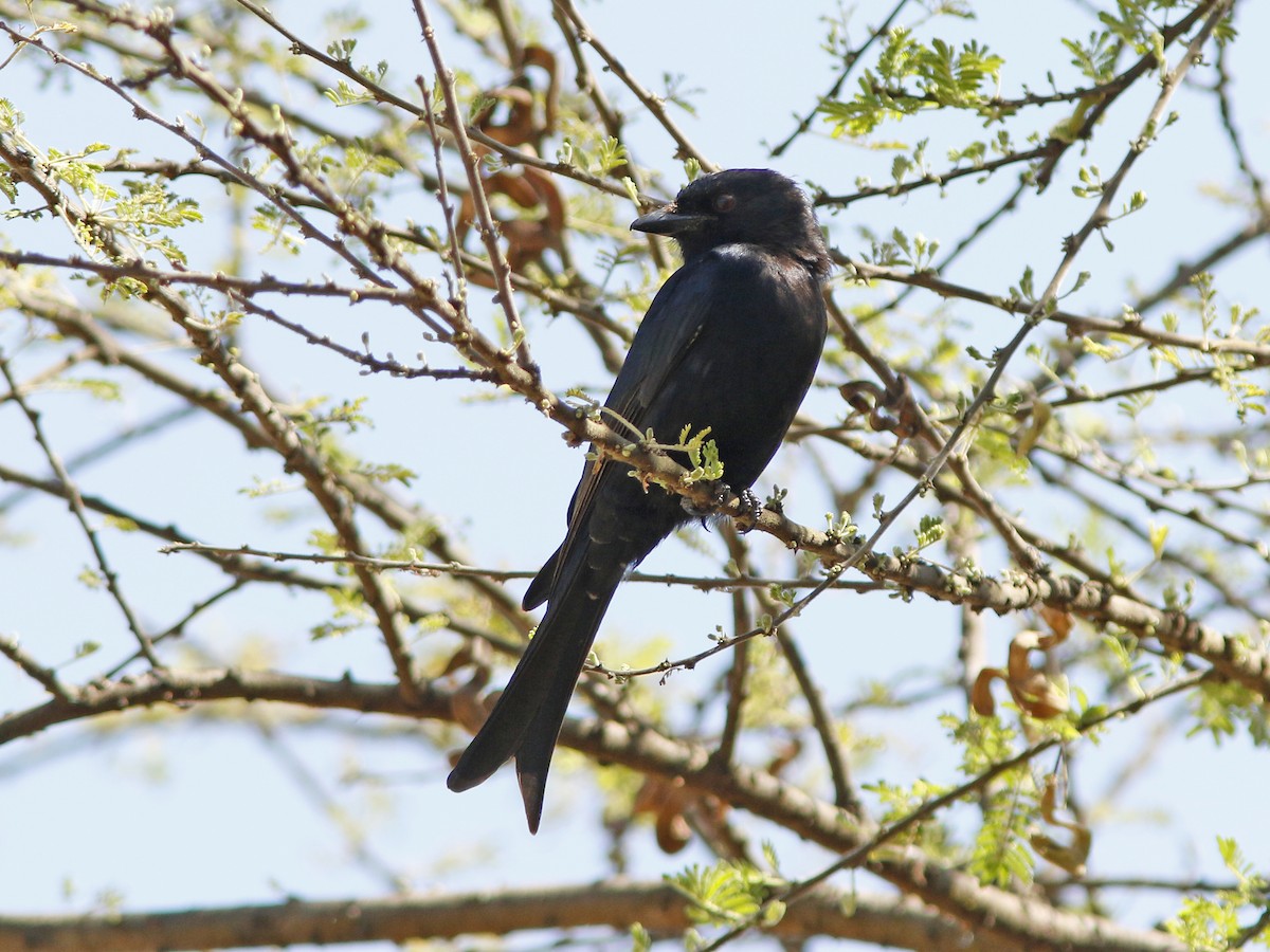 Fork-tailed Drongo - ML389893311