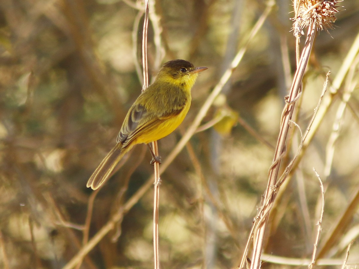 African Yellow-Warbler - ML389893471