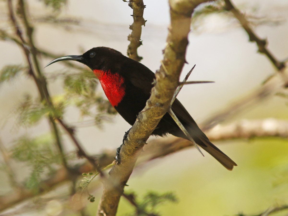 Scarlet-chested Sunbird - ML389893771