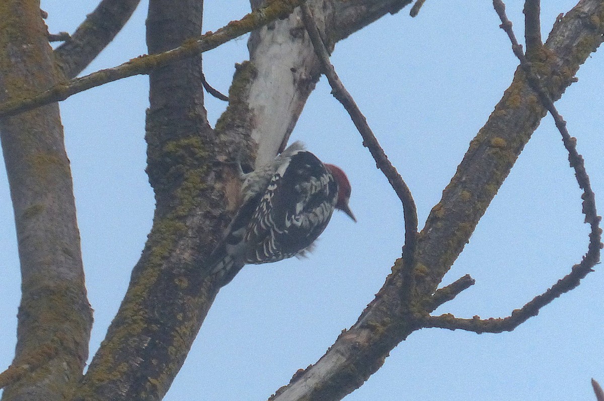 Red-breasted Sapsucker - ML389894091