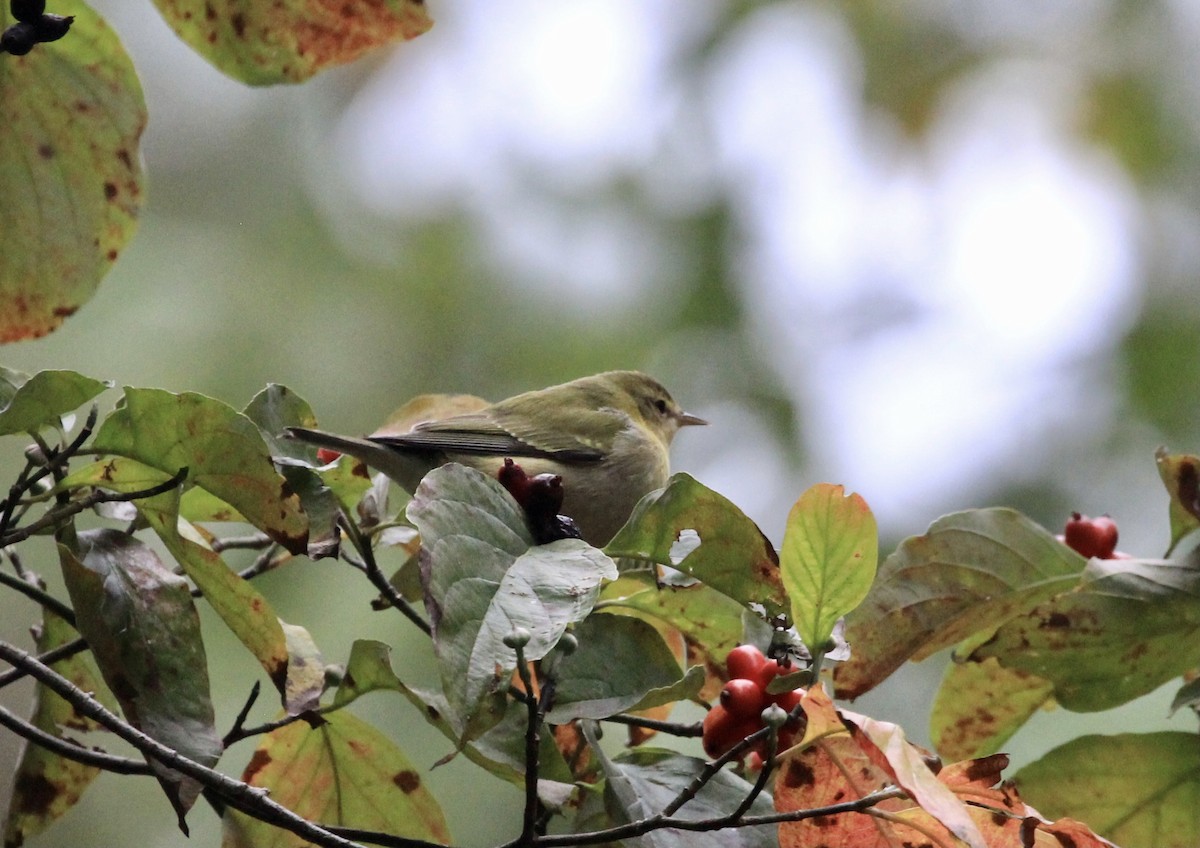 Tennessee Warbler - ML389894891