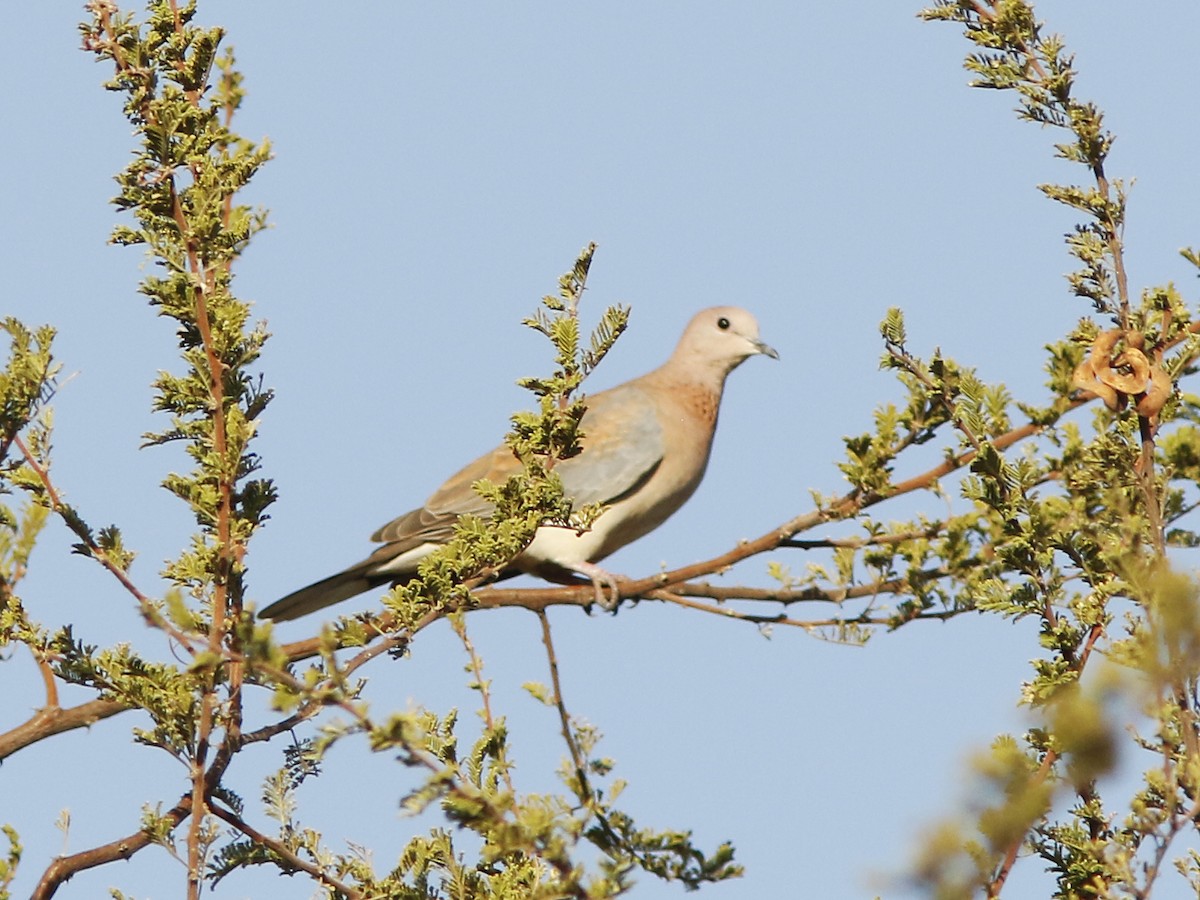 Laughing Dove - ML389895221