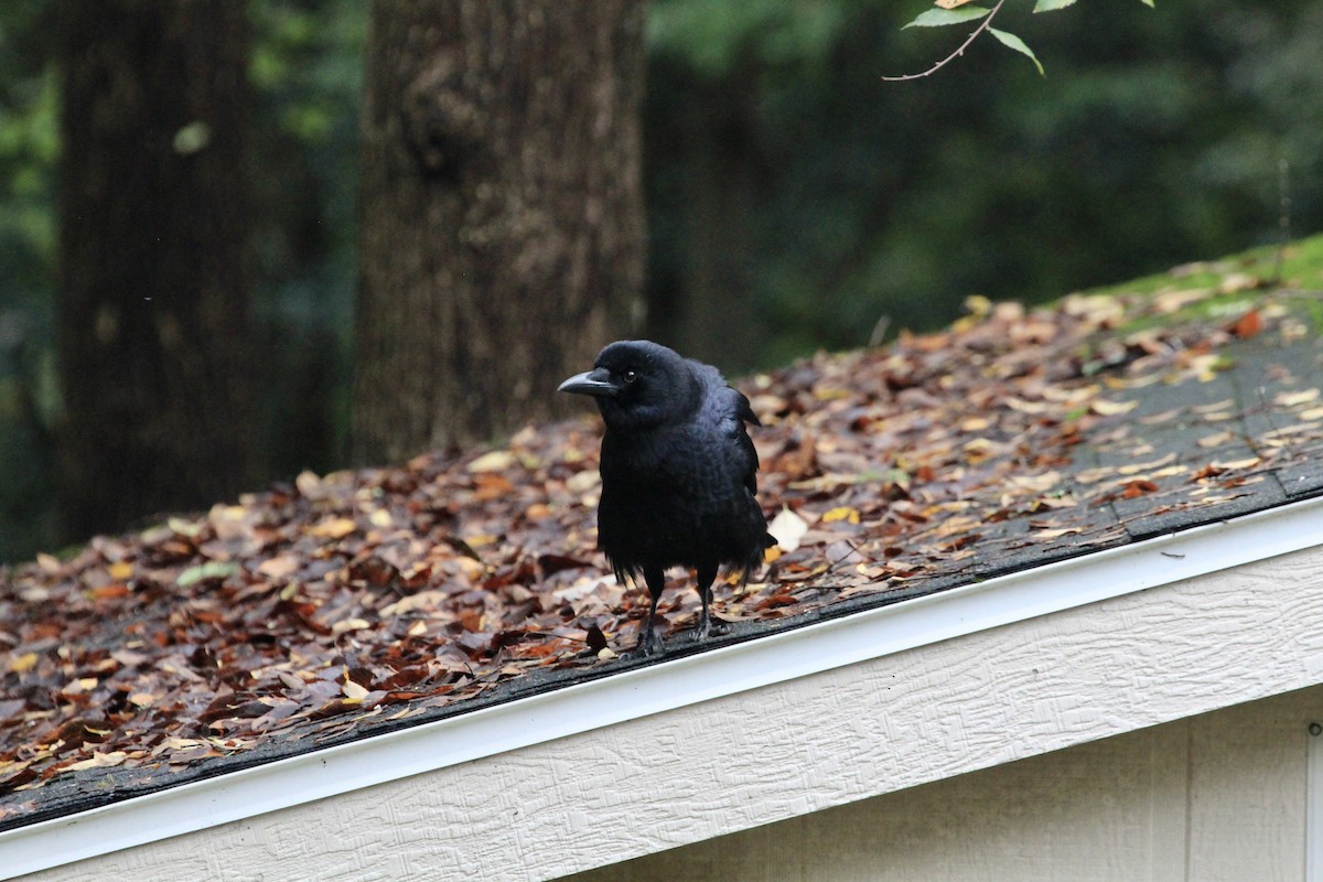 American Crow - ML389895771