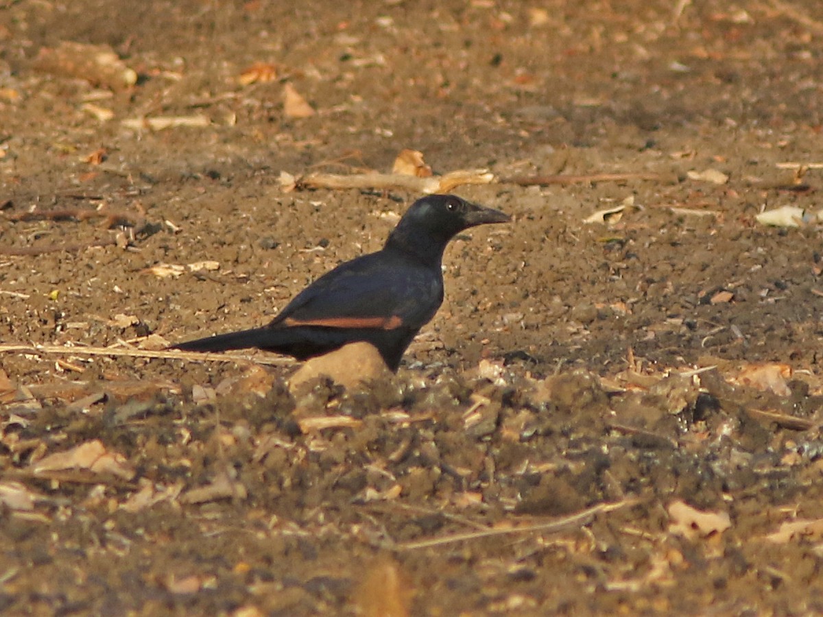 Red-winged Starling - ML389895781