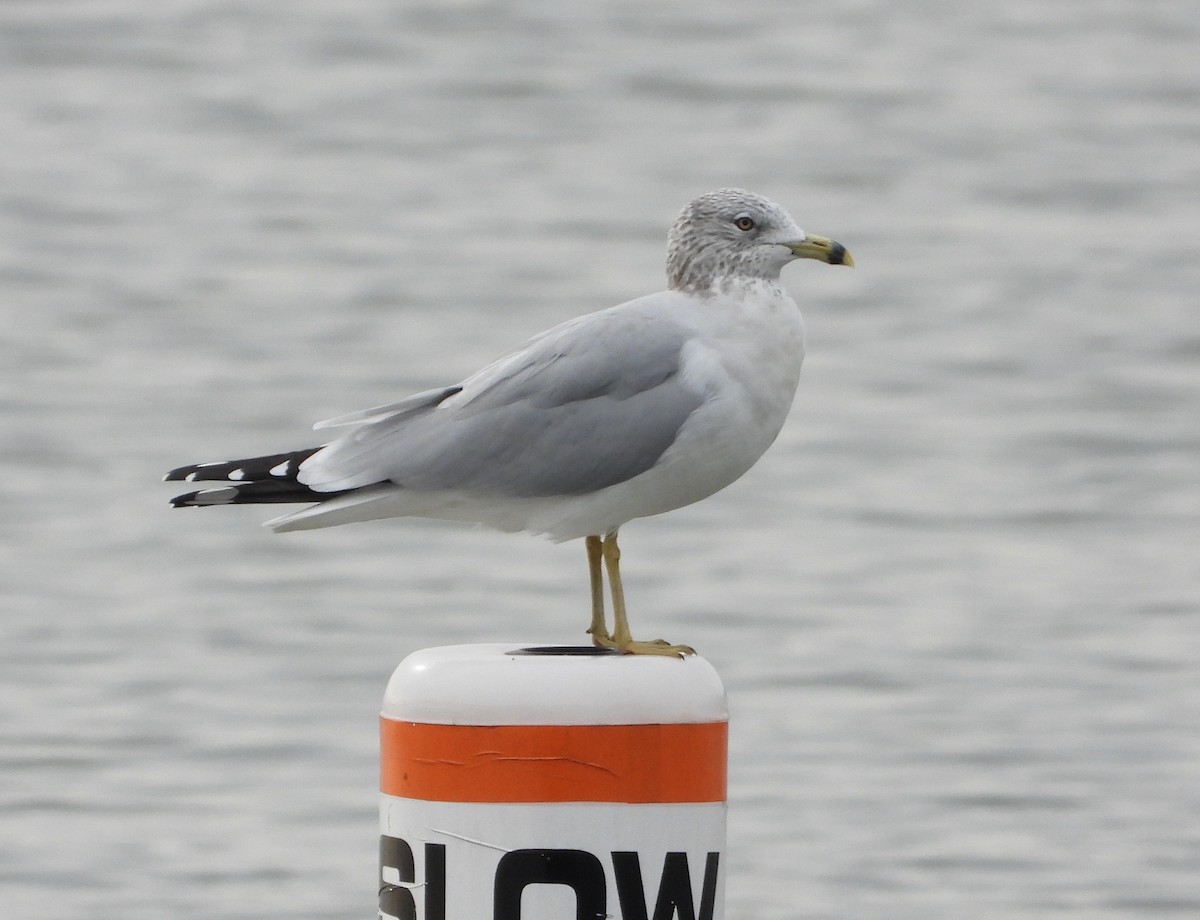 Ring-billed Gull - Evan Kidd