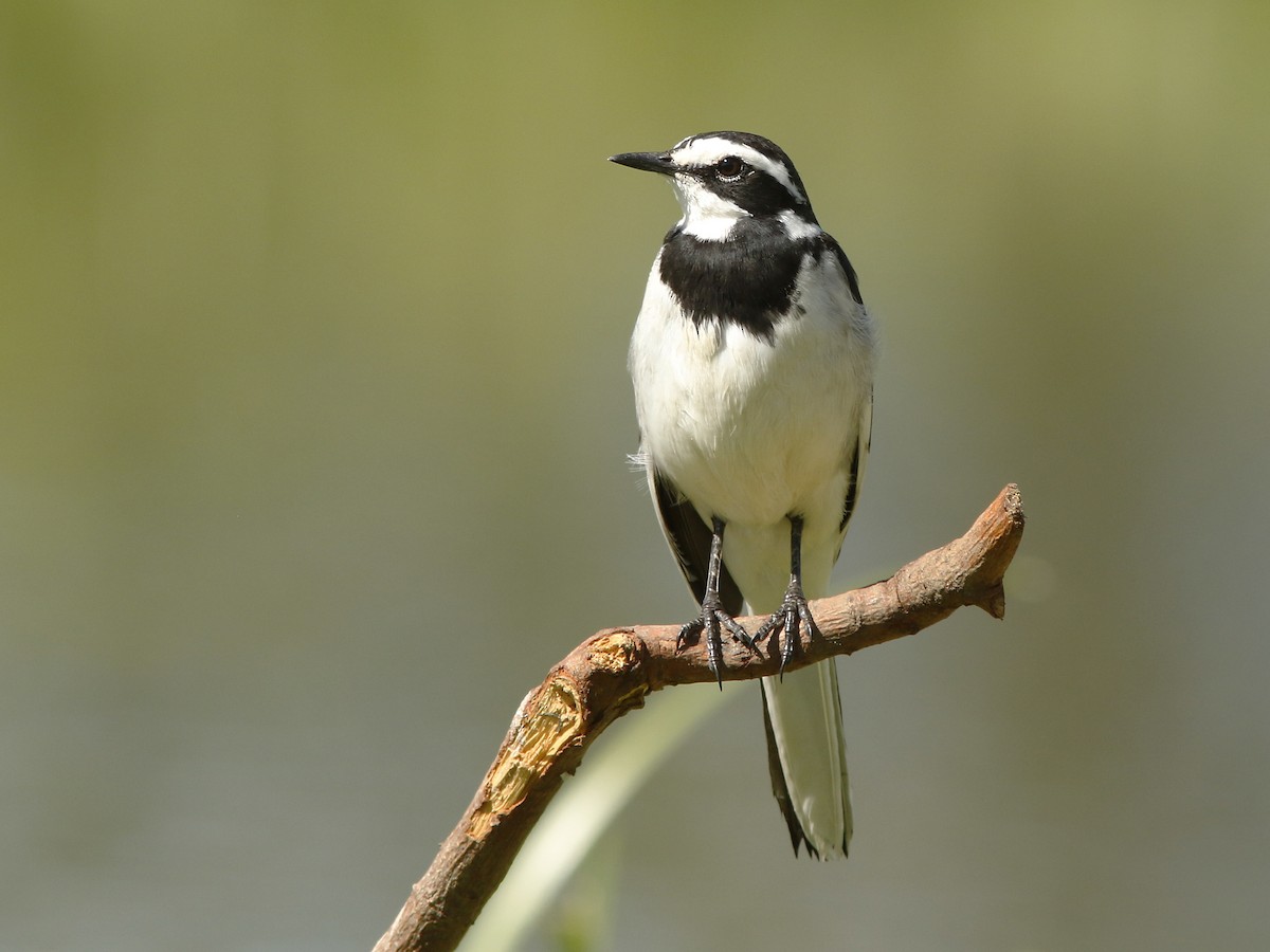 African Pied Wagtail - ML389896661