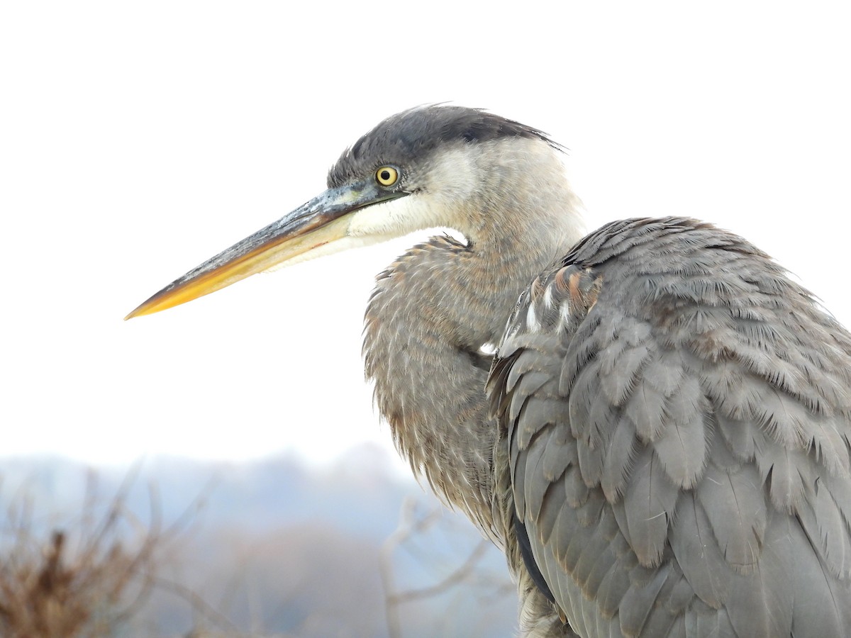 Great Blue Heron - ML389896851