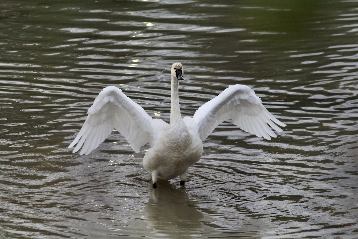 Cygne siffleur - ML389897181