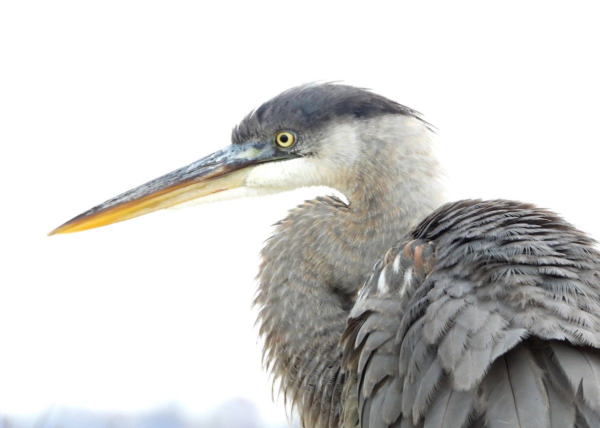 Great Blue Heron - ML389898051