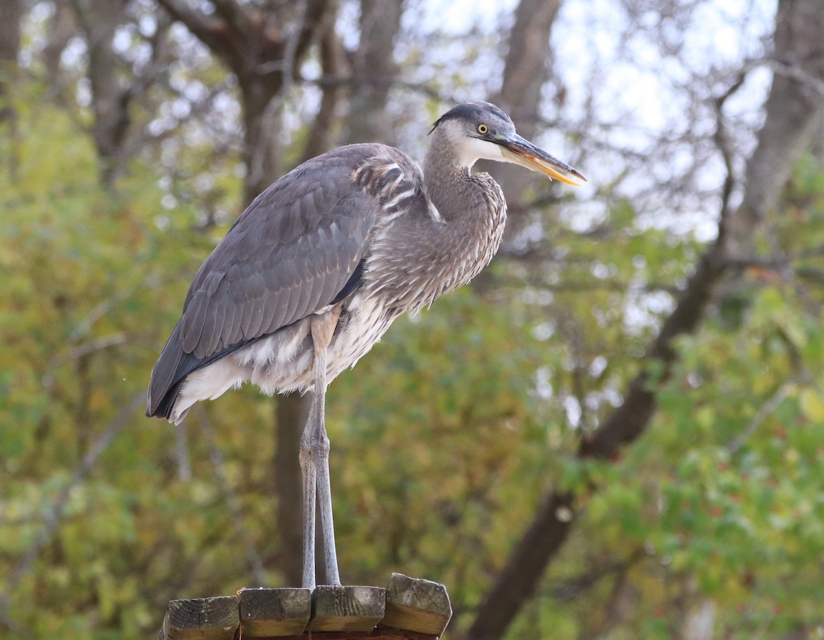 Great Blue Heron - ML389898431