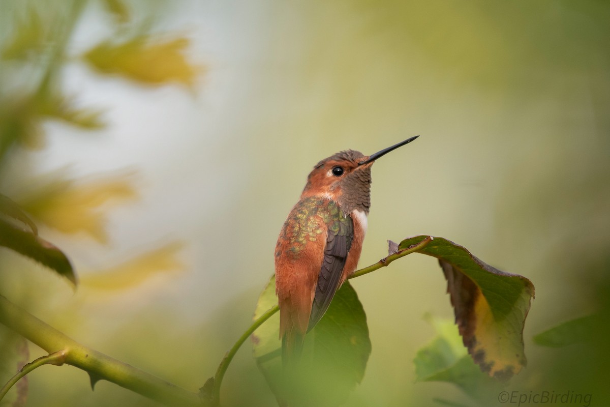 Rufous Hummingbird - Daniel Gomez