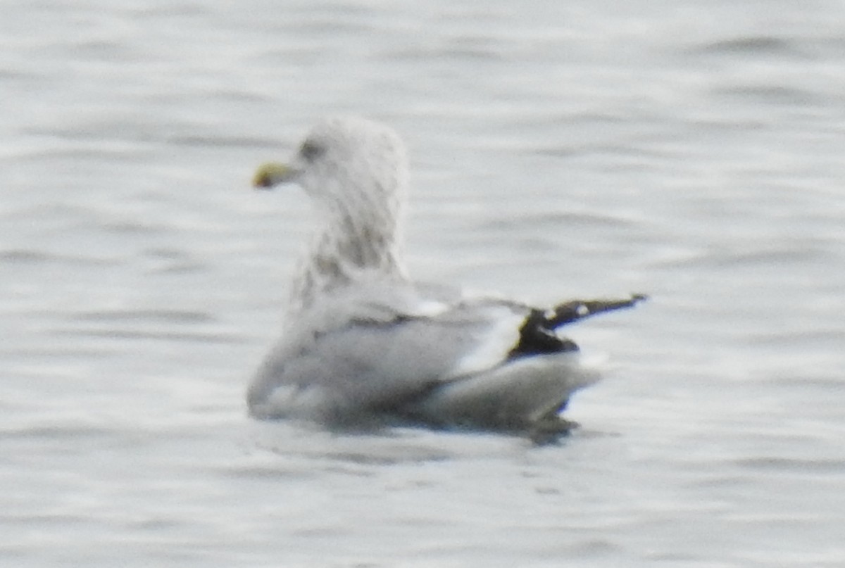 Herring Gull - ML389901311