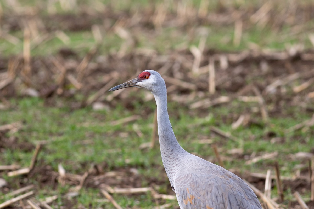 Sandhill Crane (Greater) - ML389903371