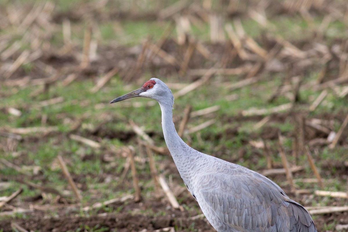 Sandhill Crane (Greater) - ML389903421