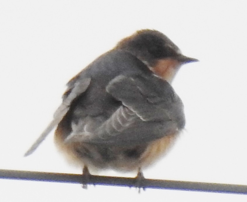 Barn Swallow - ML389904641