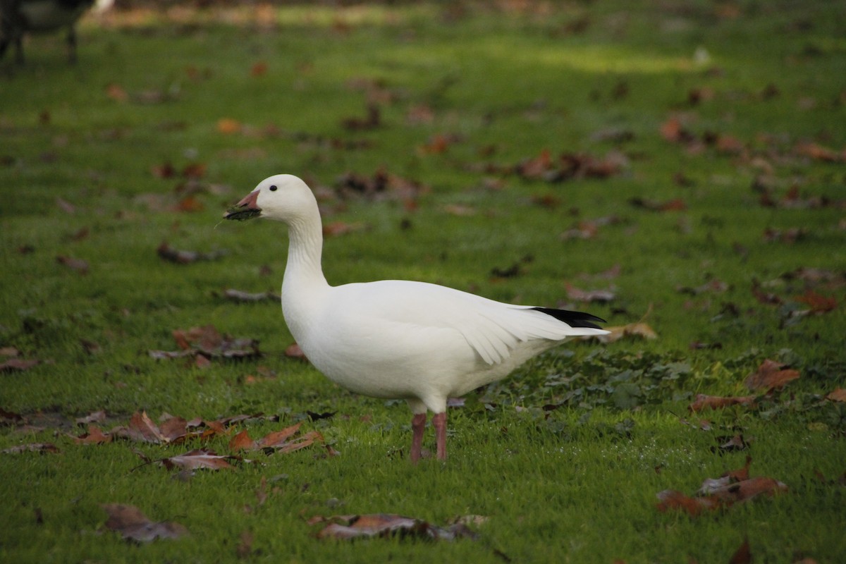 Snow Goose - ML389904881