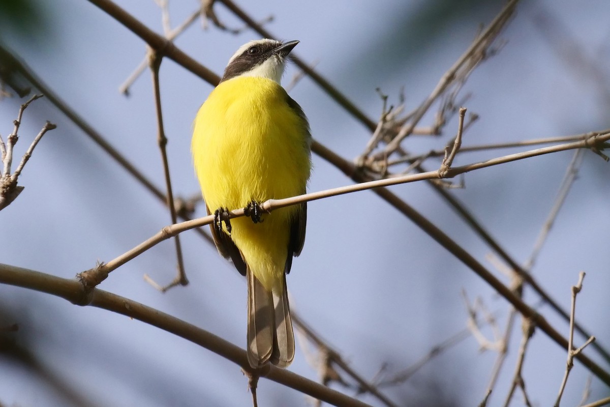 Social Flycatcher - ML389904911