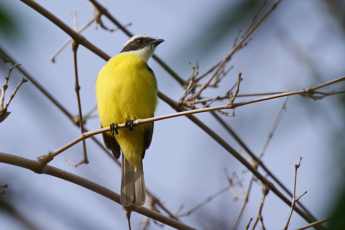 Social Flycatcher - ML389904941