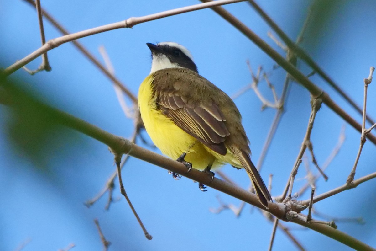 Social Flycatcher - ML389904961