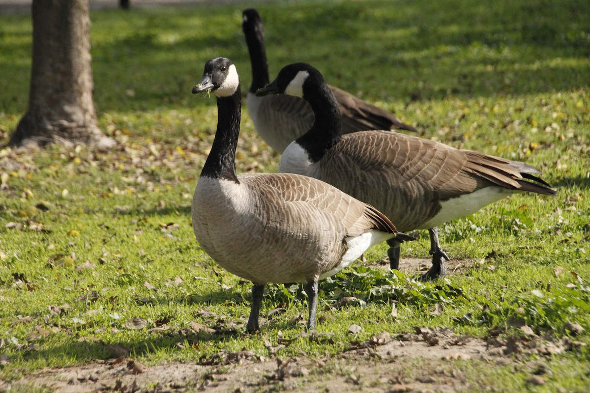 Canada Goose - ML389905411