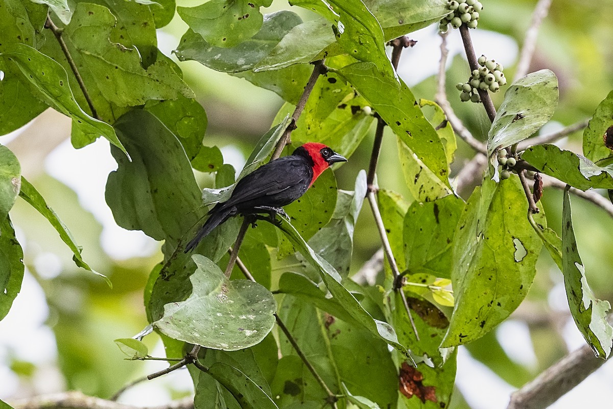 Crested Malimbe - Stefan Hirsch