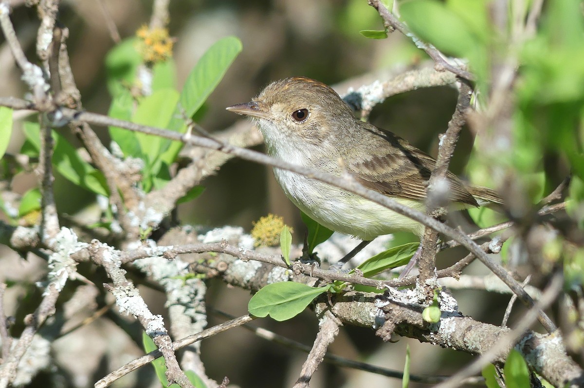 Fulvous-crowned Scrub-Tyrant - ML389905781