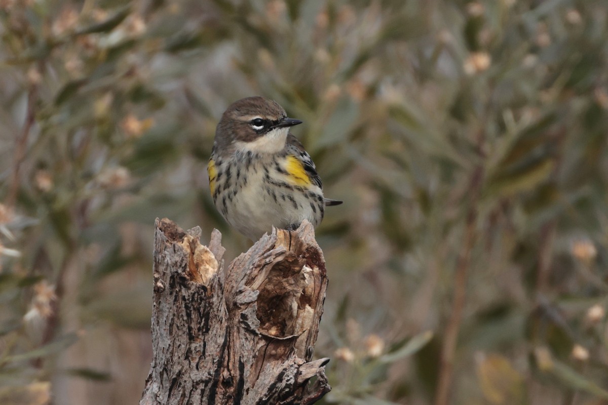 Yellow-rumped Warbler - ML389905941