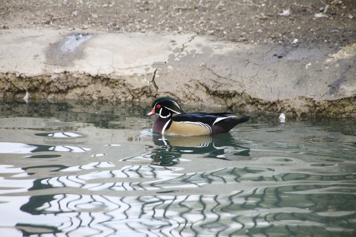 Wood Duck - ML389906101