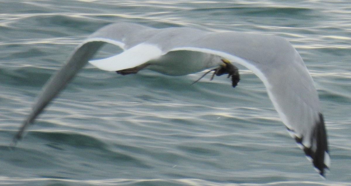 Herring Gull - ML389906931