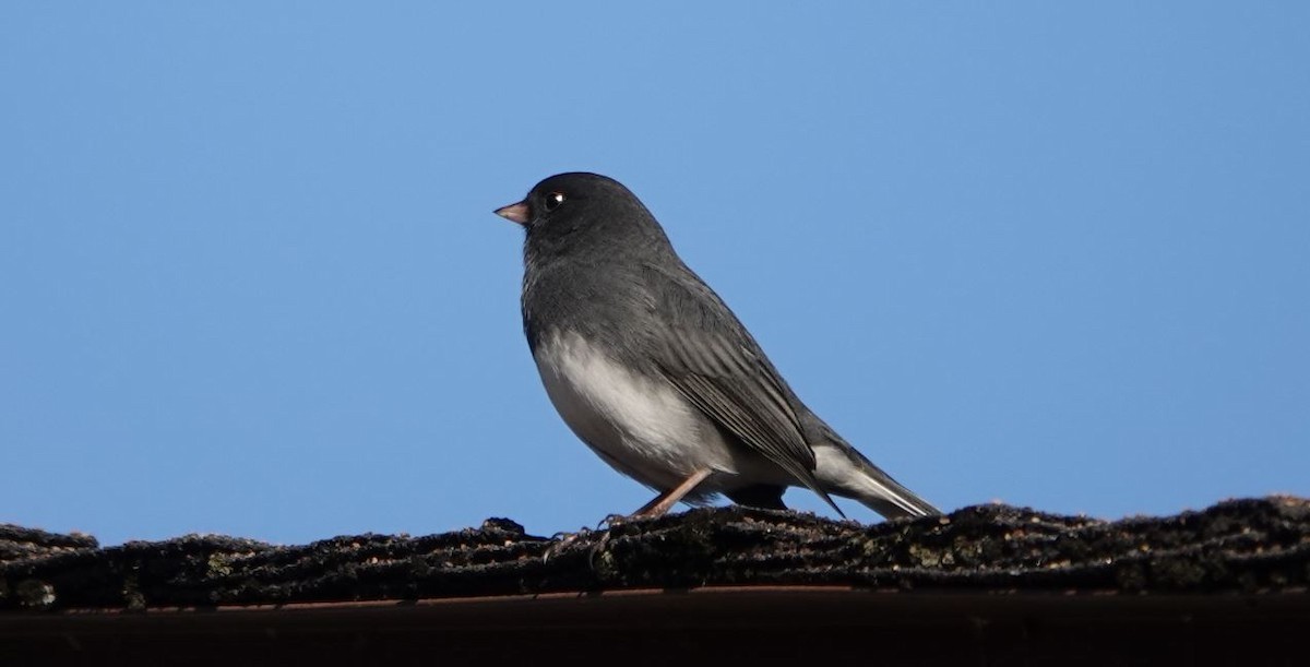 Dark-eyed Junco - William Boyes