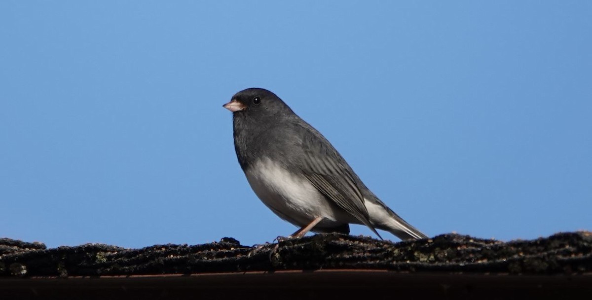 Dark-eyed Junco - ML389906991