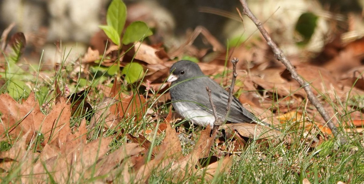 Dark-eyed Junco - ML389907001