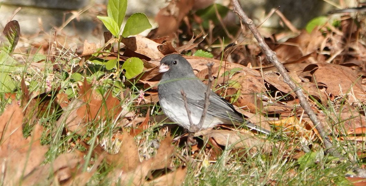 Dark-eyed Junco - ML389907021