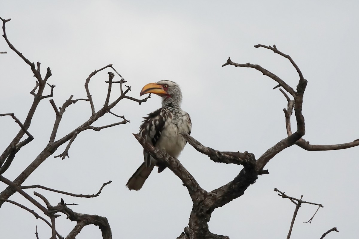 Southern Yellow-billed Hornbill - Dennis Butcher