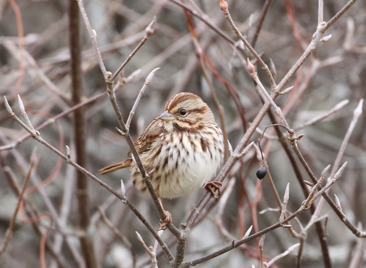 Song Sparrow - ML389908361