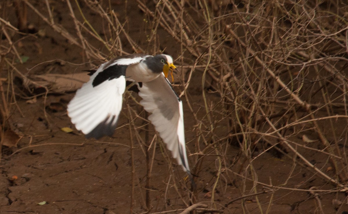 White-crowned Lapwing - Marshall Iliff