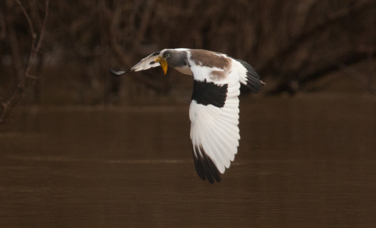 White-crowned Lapwing - Marshall Iliff