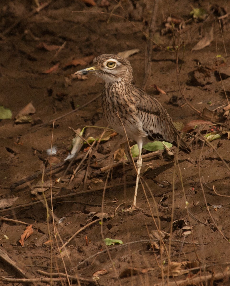 Senegal Thick-knee - ML38990981