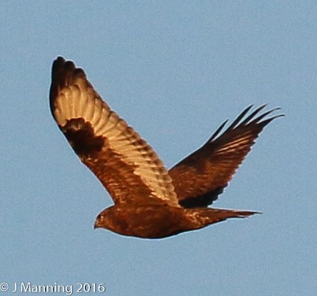 Rough-legged Hawk - ML38991001