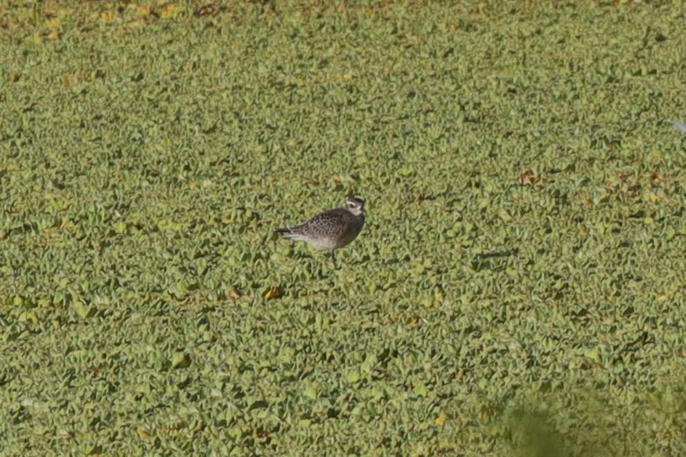 American Golden-Plover - ML389910731